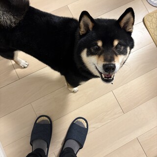 人懐き度MAX8歳の柴犬くん