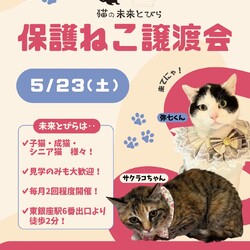 ★猫の未来とびら譲渡会★東銀座徒歩2分★東劇隣