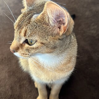 里親決定しました。ありがとうございました。