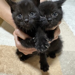 生後1ヶ月半の黒猫仔猫オス」岡山県 - 猫の里親募集(527336) :: ペット