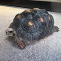 【5/19で締め切らせていただきます】アカアシガメ