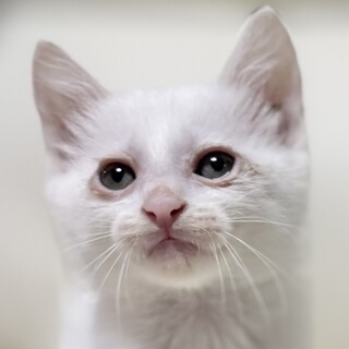 あまあま♥キジ白子猫ほっ」岡山県 - 猫の里親募集(66410