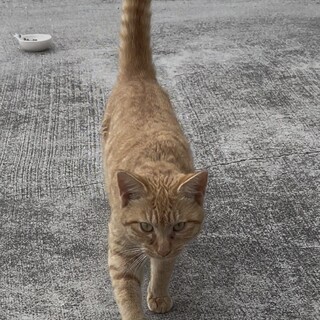 茨城より猫好きにはたまらないベタベタ大好き猫ちゃん