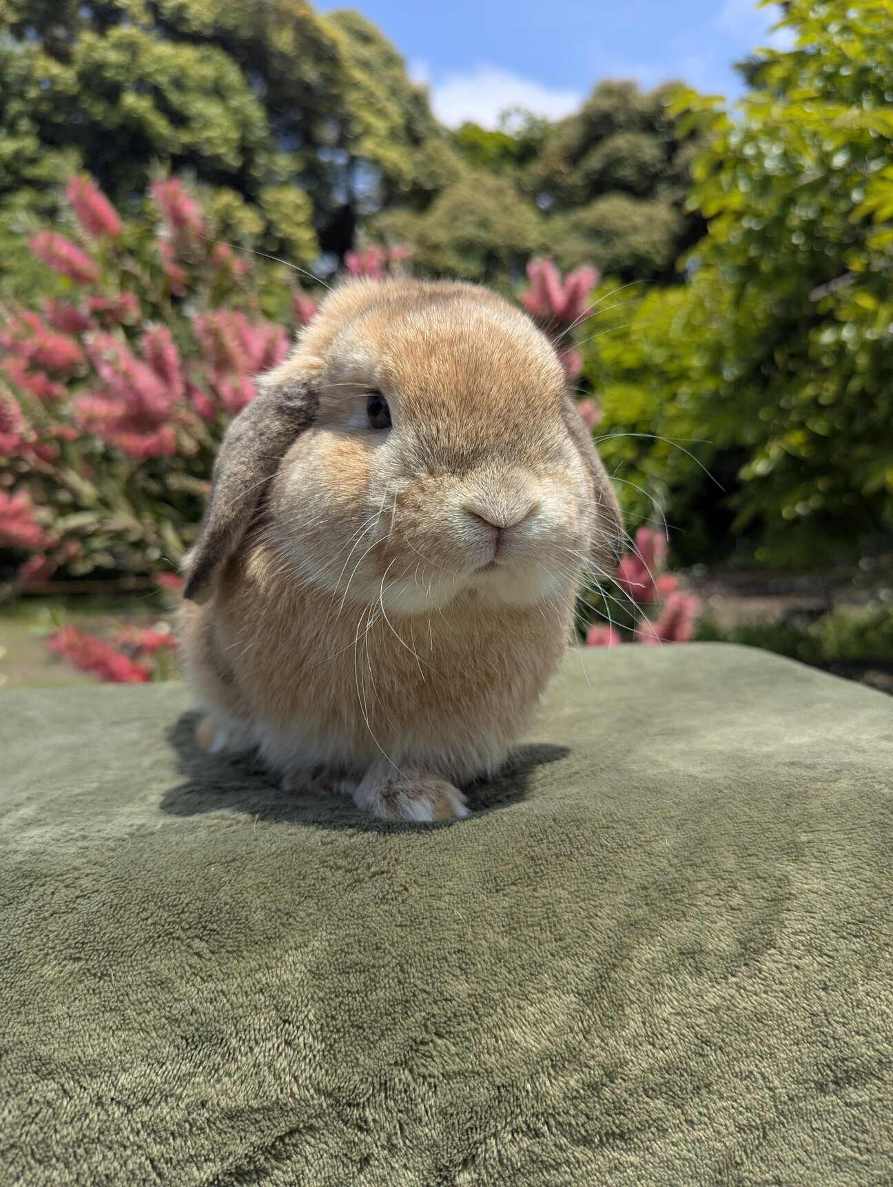 純血種 ホーランドロップ」千葉県 - 小動物の里親募集(540640