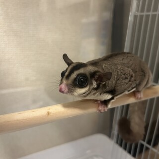 子供のモモンガの里親募集