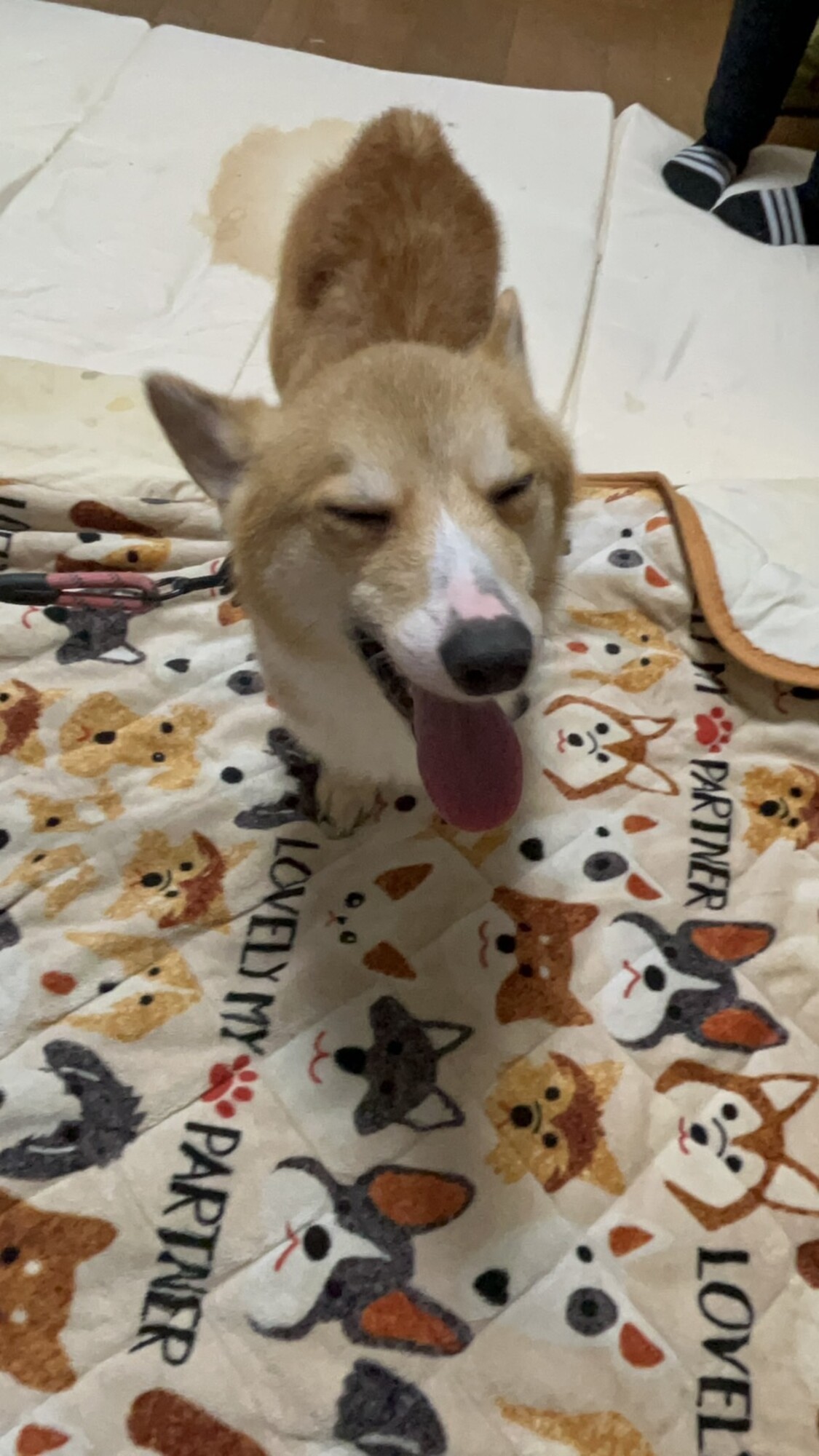 8/27で3歳のコーギーオス」愛知県 - 犬の里親募集(540642) :: ペットの