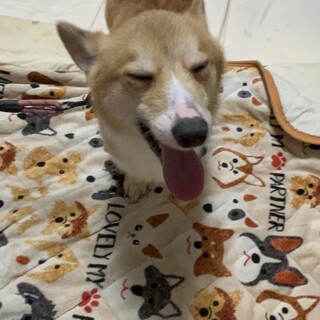8/27で3歳のコーギーオス」愛知県 - 犬の里親募集(540642) :: ペットの