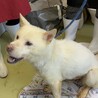 紀州犬風のかっこいい【澄春（すばる）】くん サムネイル5