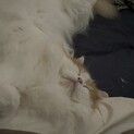 猫 譲渡先探しています