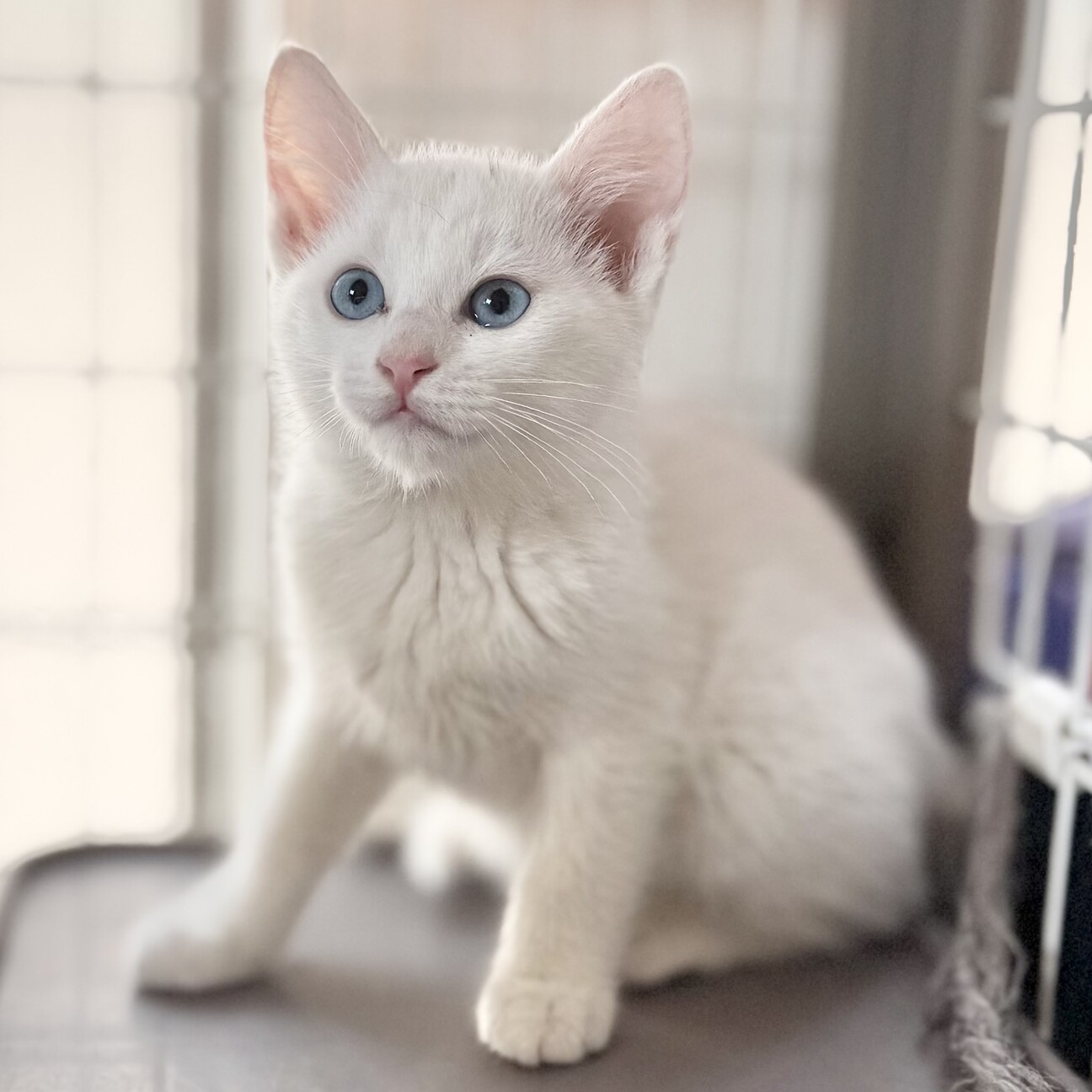 (ΦωΦ)(ΦωΦ)猫ネコねこ(ΦωΦ)♥里親様募集♥(=^・・^=)♥ ふわふわ可愛い三姉妹♡ブ」東京都 - 猫の里親募集(540598