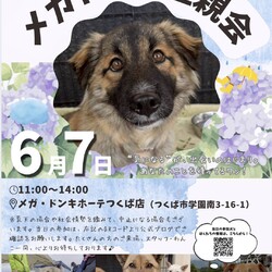 メガドンキ里親会