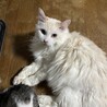 の写真