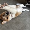 お顔が柴犬そっくり可愛いお顔で人懐こい真君 サムネイル2