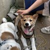 お顔が柴犬そっくり可愛いお顔で人懐こい真君 サムネイル3