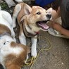 お顔が柴犬そっくり可愛いお顔で人懐こい真君 サムネイル4