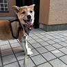お顔が柴犬そっくり可愛いお顔で人懐こい真君 サムネイル5