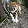 お顔が柴犬そっくり可愛いお顔で人懐こい真君 サムネイル7