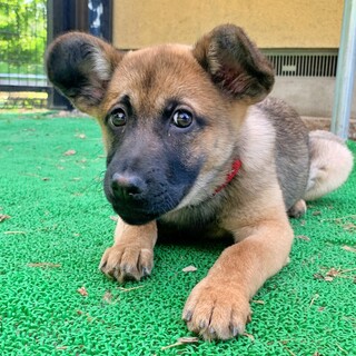 アプリコットヘアーの元気」東京都 - 犬の里親募集(520901