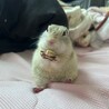 りちゃさま さん