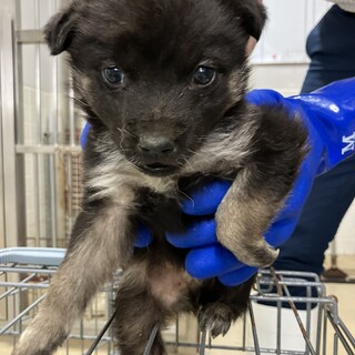 アプリコットヘアーの元気」東京都 - 犬の里親募集(520901