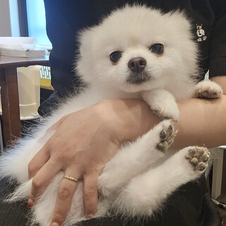 保護犬の里親募集情報 :: ペットのおうち【里親決定30万頭!】 保護犬の里親募集情報 :: ペットのおうち【里親決定30万頭!】