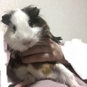 イングリッシュモルモット　10か月　女の子