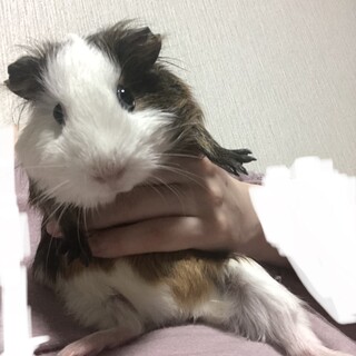 イングリッシュモルモット　10か月　女の子