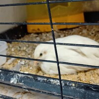 阿仁王