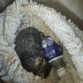 人懐っこい子猫