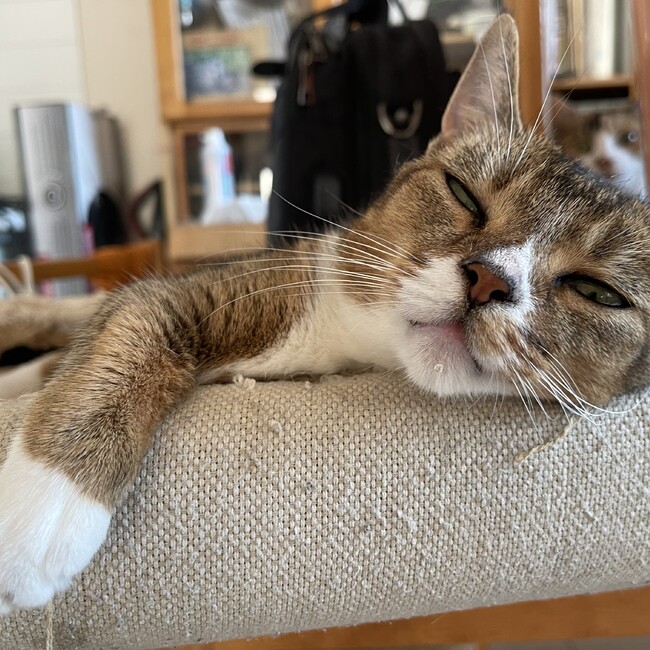 モコモコ１２３のカバー写真