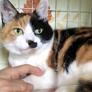 【10/12⭐️泉大津にて譲渡会】参加猫タマちゃん