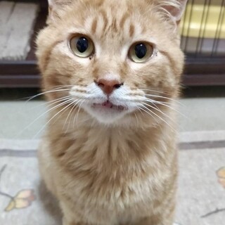 【6/28⭐️泉大津にて譲渡会】参加猫くりあんくん