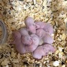 キンクマハムスターの生後1週間の赤ちゃん7匹です。