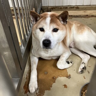元飼犬でも殺処分対象❗️収容期限5/22迄