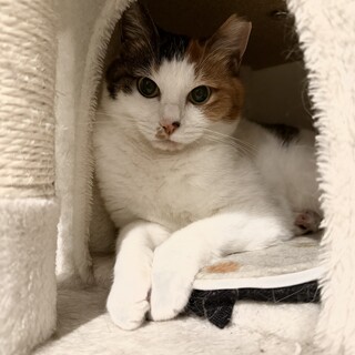 ゆるゆる三毛猫　ミーコ