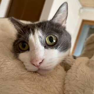 力強い大福くん☆