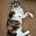 福ちゃん　甘えん坊のふみふみちゃん