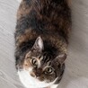 福ちゃん　甘えん坊のふみふみちゃん サムネイル2