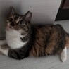 福ちゃん　甘えん坊のふみふみちゃん サムネイル3