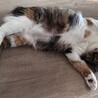 福ちゃん　甘えん坊のふみふみちゃん サムネイル4