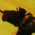 雑種の猫の赤ちゃんです。生後１ヶ月位です。