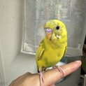 セキセイインコ　パイド