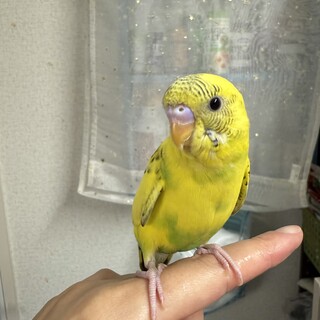 セキセイインコ　パイド