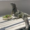 しおりい