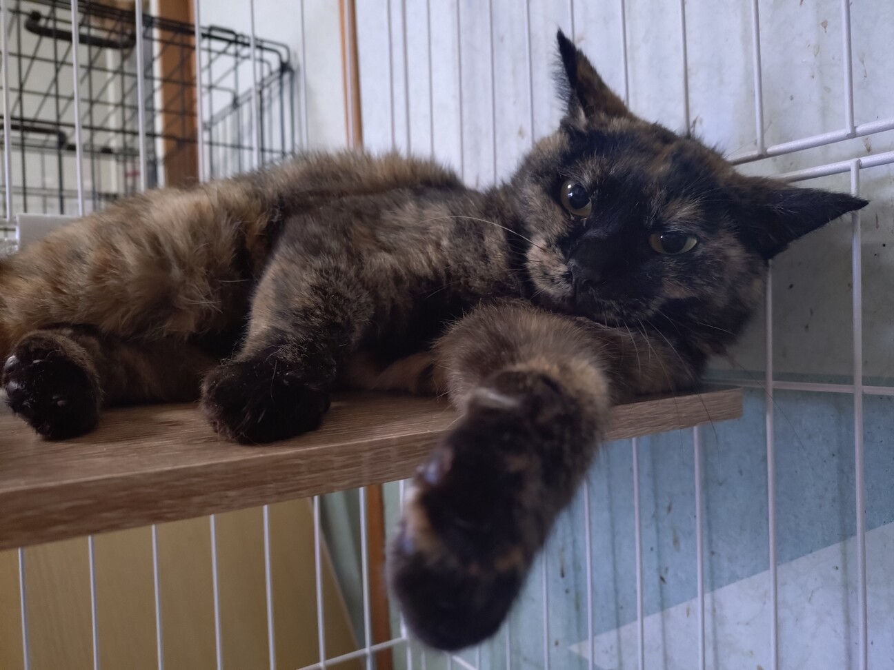 おしとやか？なサビ猫の “くみの” です♡の写真