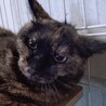 おしとやか？なサビ猫の “くみの” です♡ サムネイル2