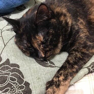 ちょっと暑くなってきたから、寝て忘れるわ！