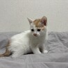 里親決定！ぽっぽ／食いしん坊な男の子 サムネイル2