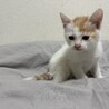 里親決定！ぽっぽ／食いしん坊な男の子 サムネイル3