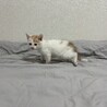 里親決定！ぽっぽ／食いしん坊な男の子 サムネイル4
